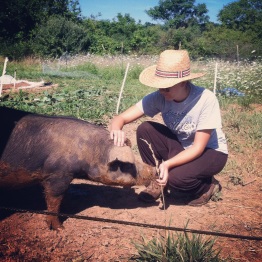 Our intern Maria with one of the Duroc/Red Wattle Cross pigs