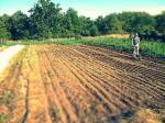Leslie seeding fall crops including mustard greens, spinach, beets, carrots, radishes, and more!