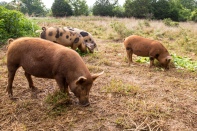 Pigs doing what they are meant to do—root! Image courtesy of ourterrain.org.