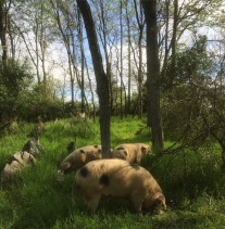 pigs-in-the-woods-large